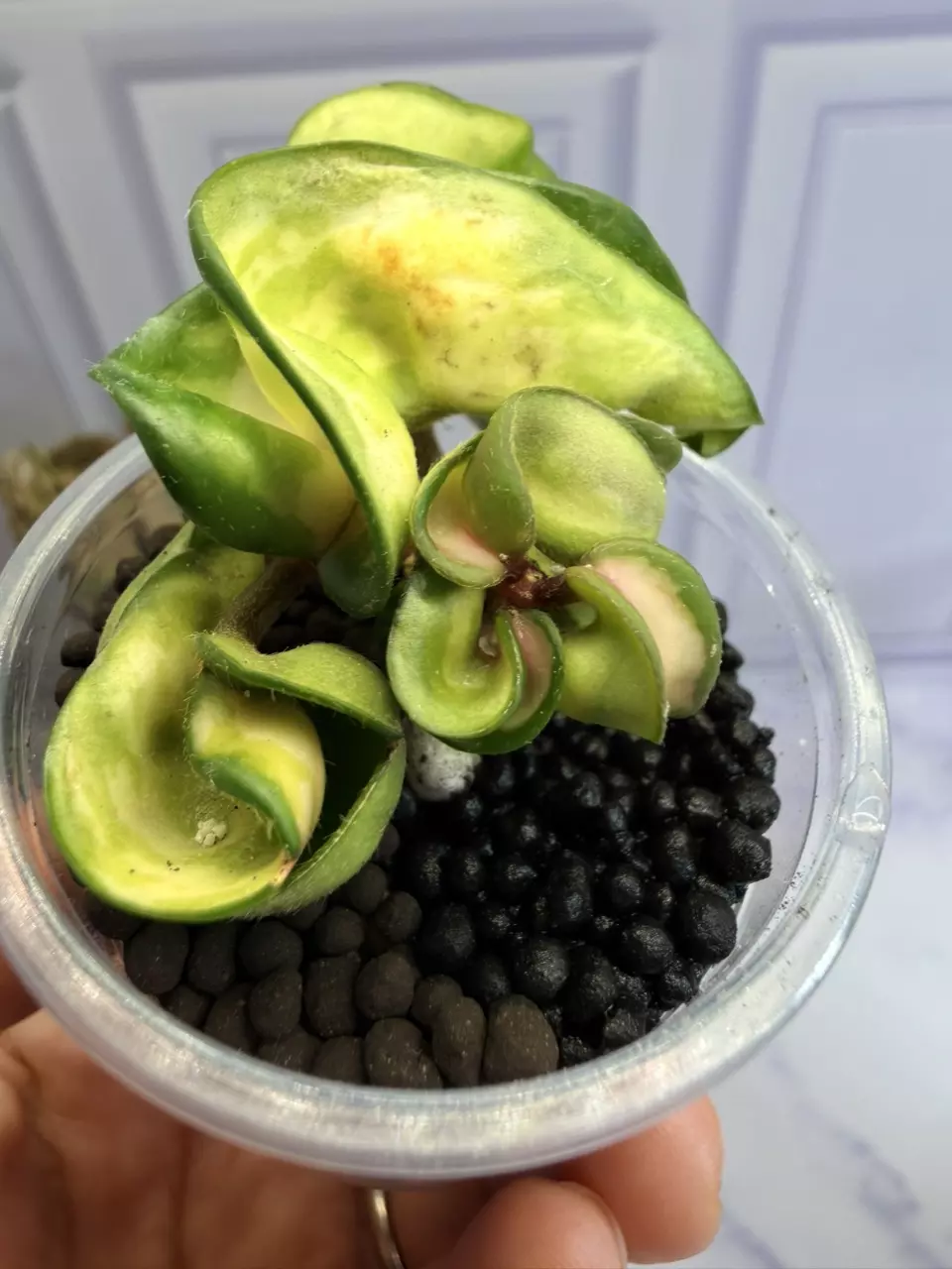 Hoya Mauna Loa thumbnail