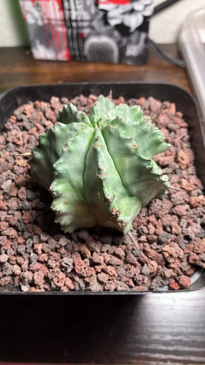 Euphoria horrida thumbnail