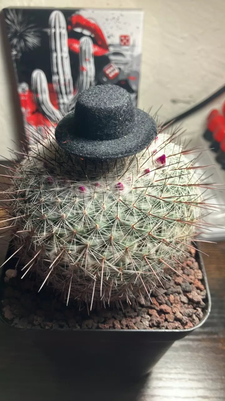 Mammillaria zeilmanniana thumbnail