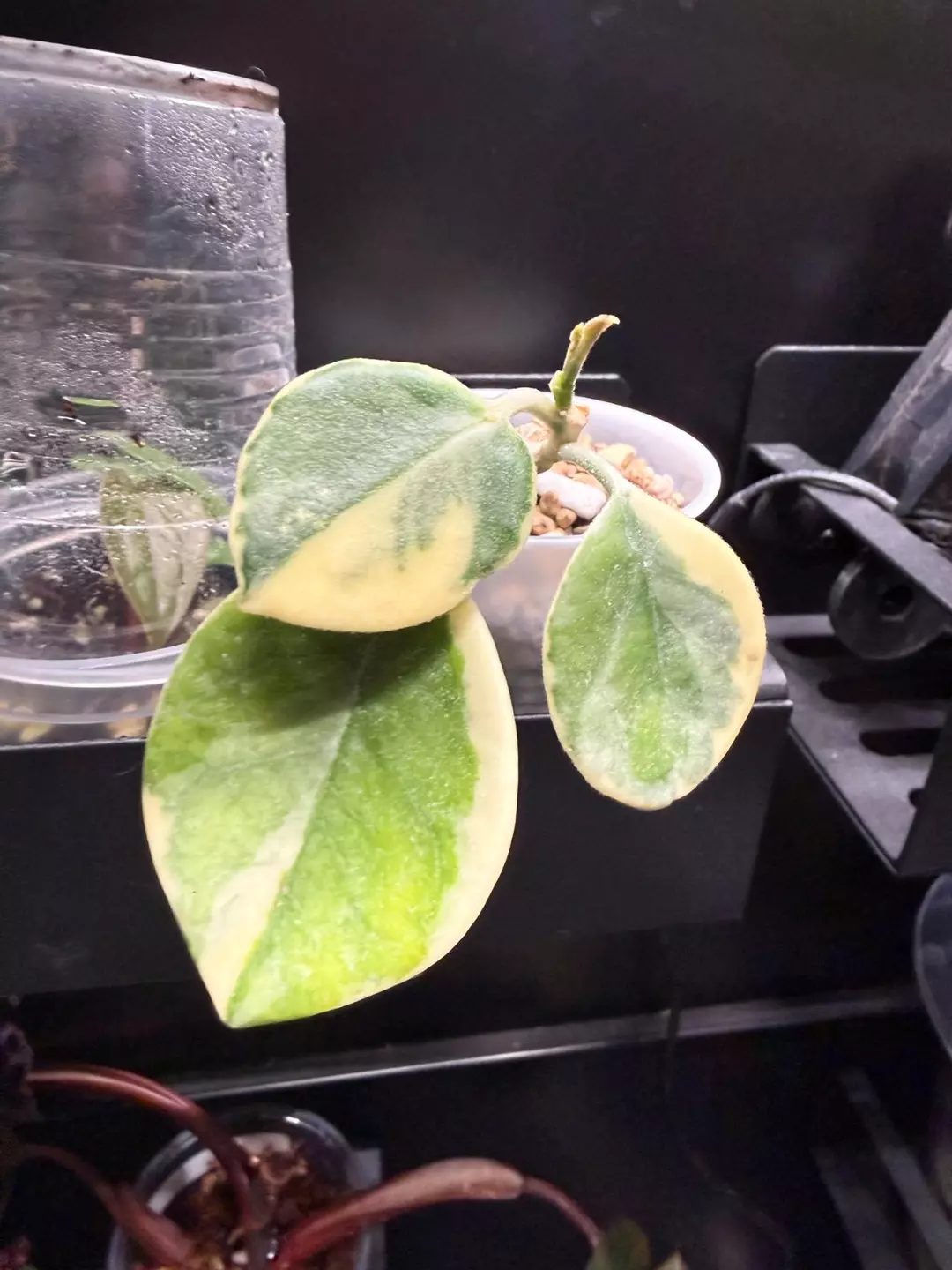Hoya Australis albo marginata thumbnail