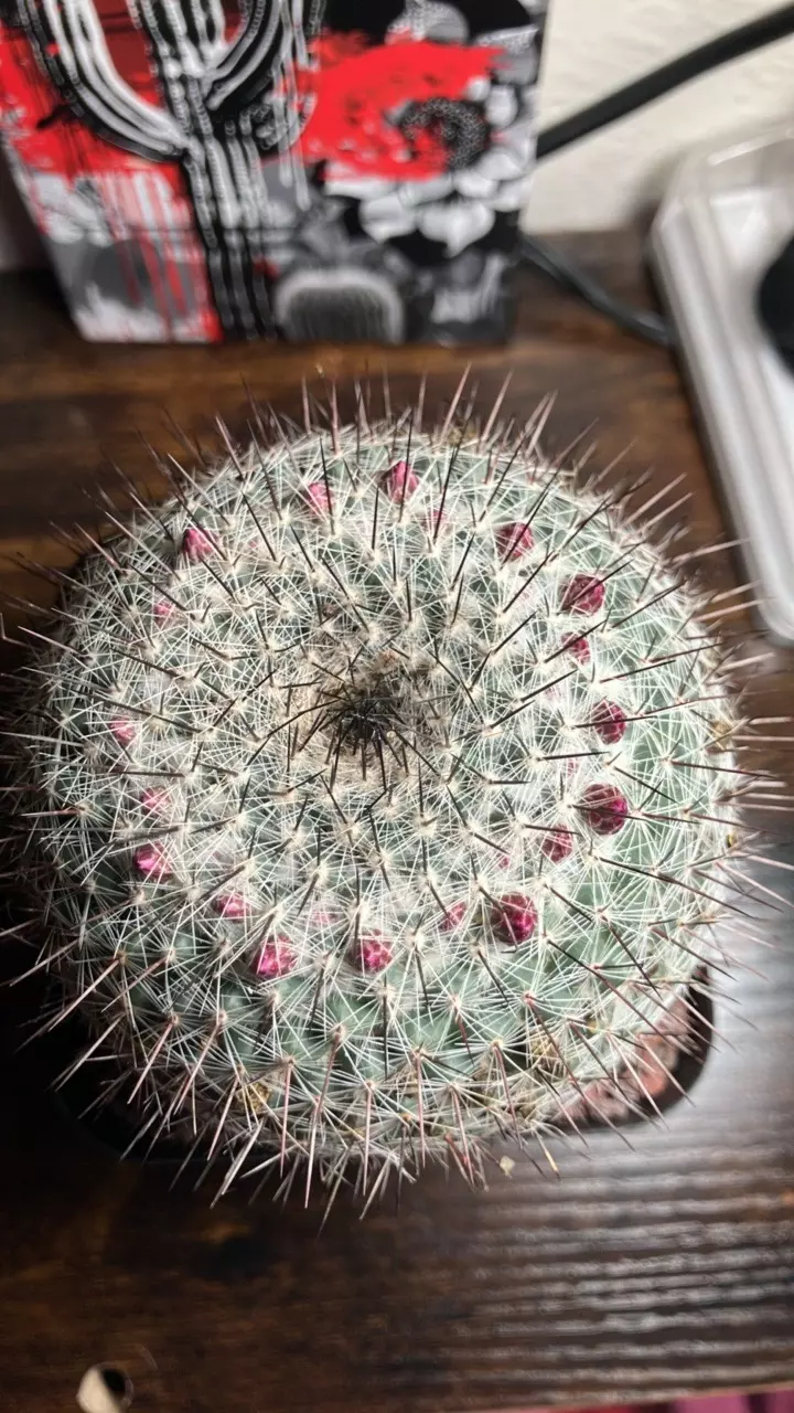 Mammillaria zeilmanniana thumbnail