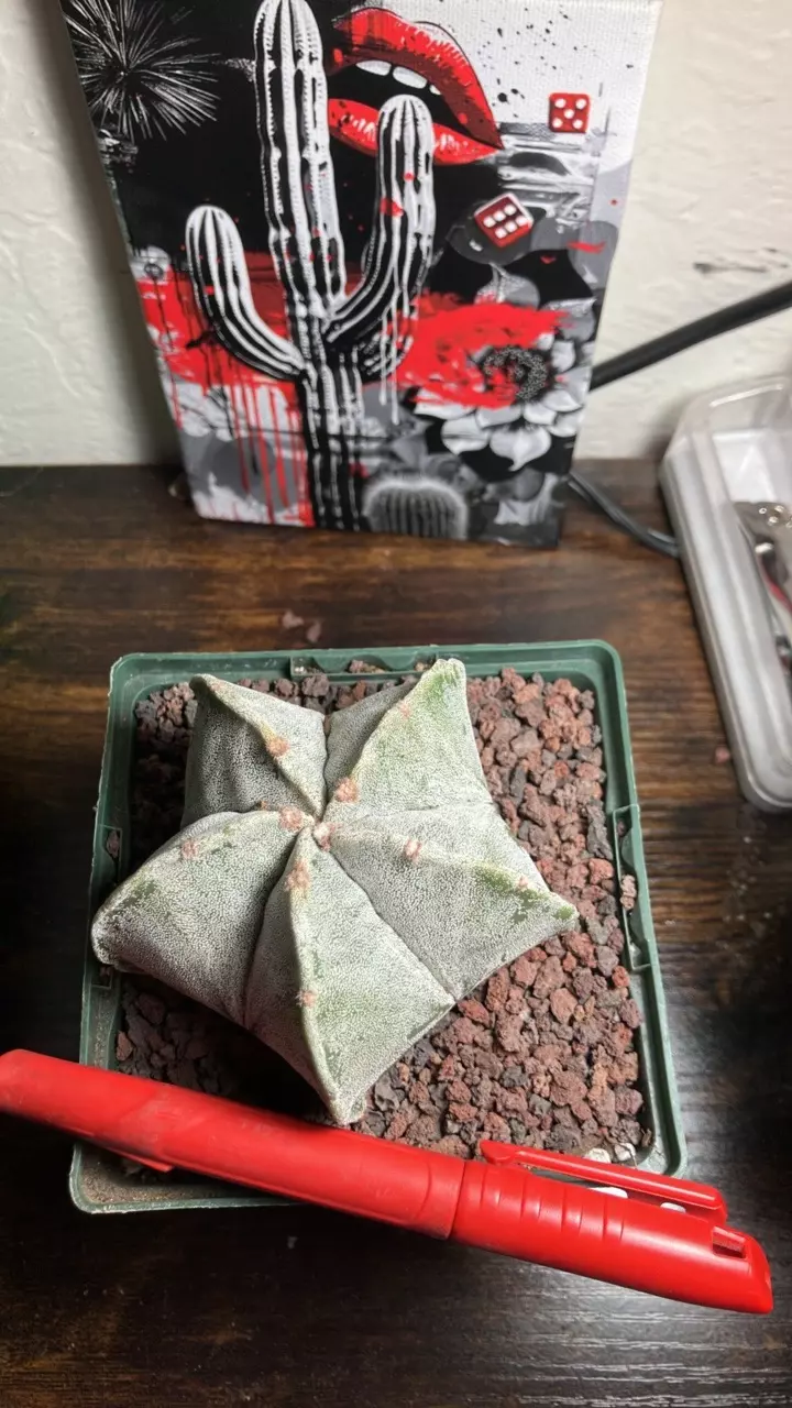 Astrophytum myriostigma 5 rib thumbnail