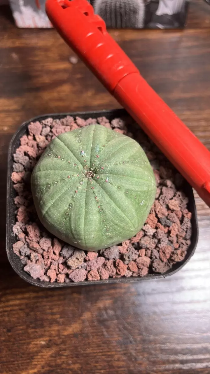 Euphorbia Obesa thumbnail
