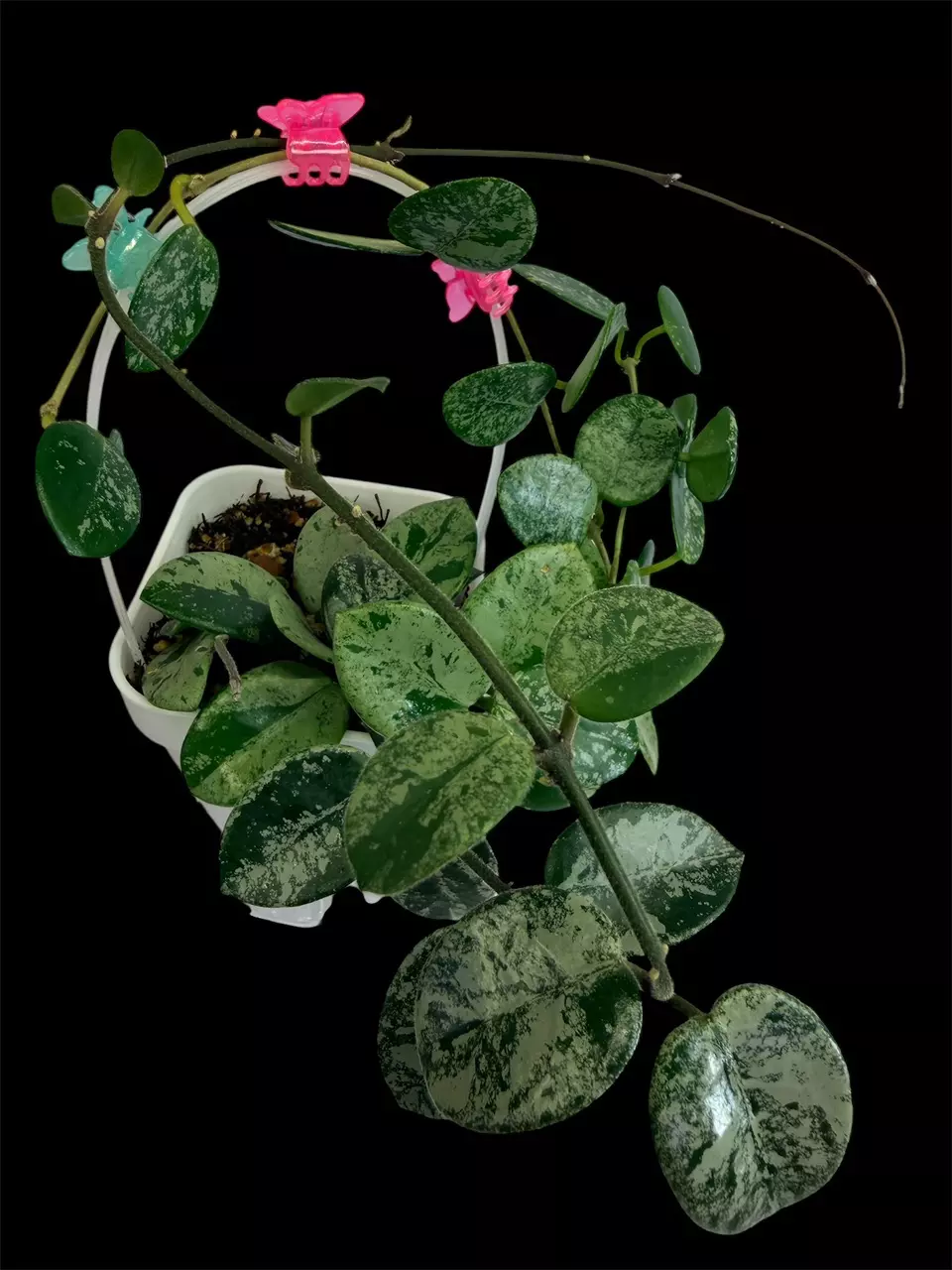 Hoya Mathilde Super Splash With Peduncle thumbnail