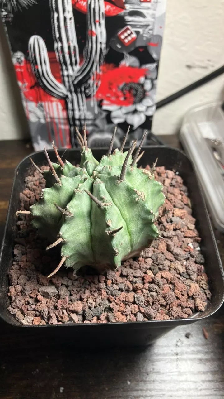 Euphorbia horrida thumbnail