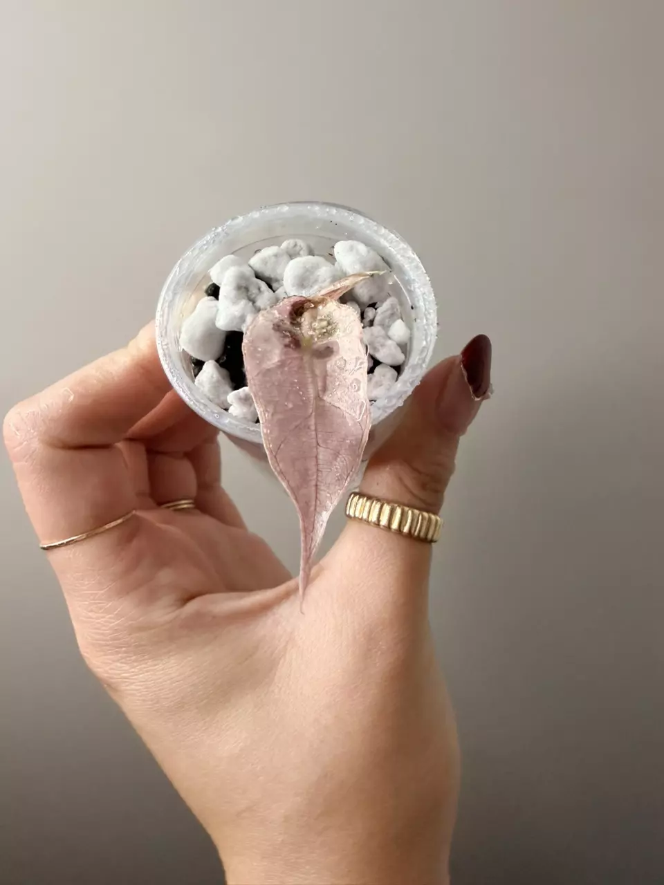 Alocasia Amazonica pup thumbnail