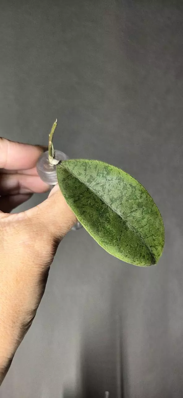Hoya Forbesii Silver *Unrooted thumbnail