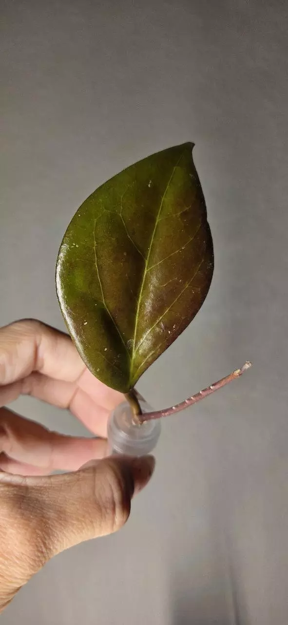 Hoya RHM933 *Unrooted thumbnail