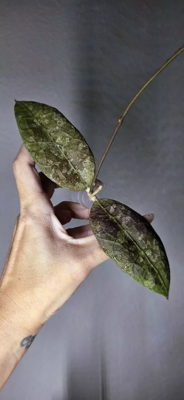 Hoya Aff Lambii Splash *unrooted thumbnail