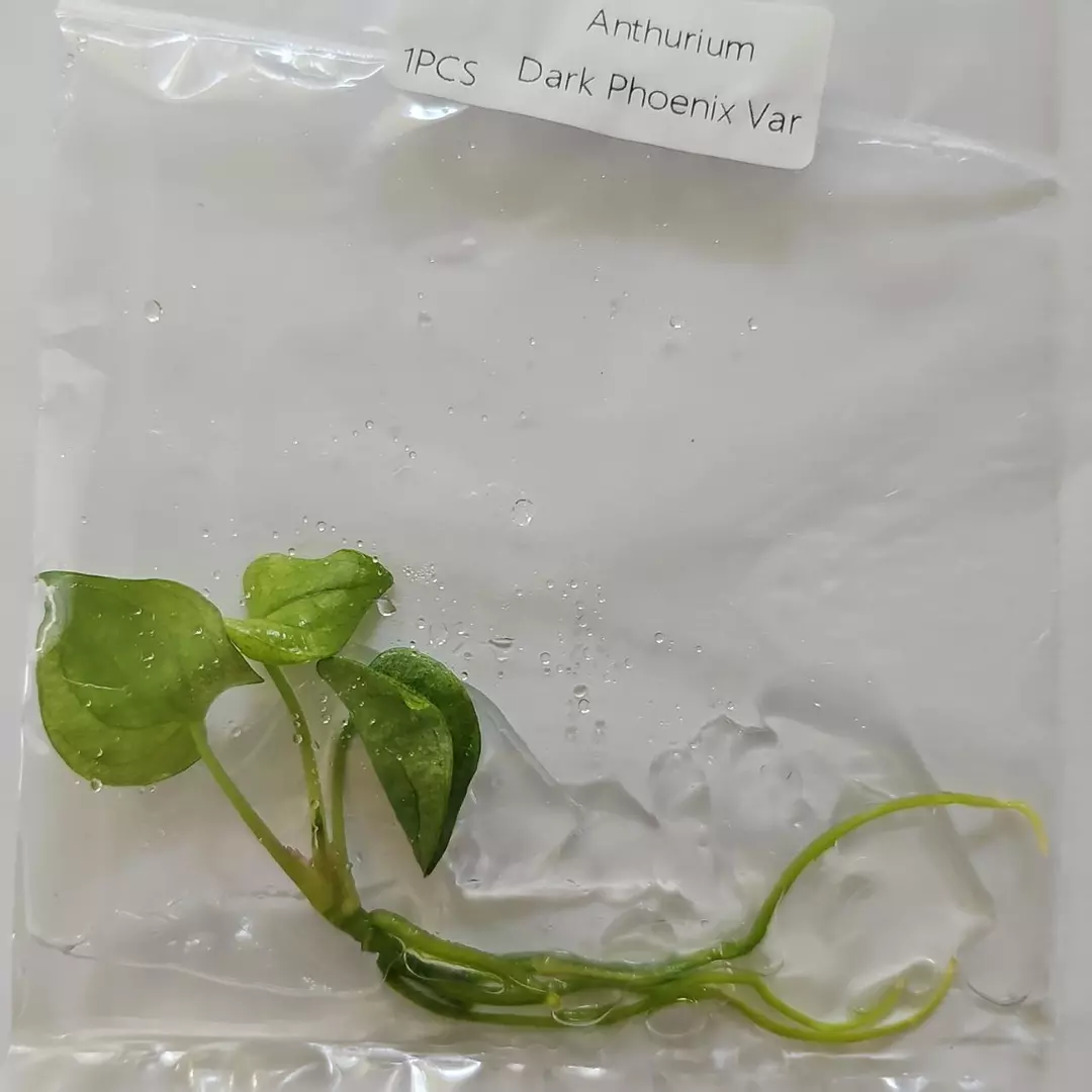 Anthurium Dark Phoenix variegated tissue culture 2DayAir thumbnail