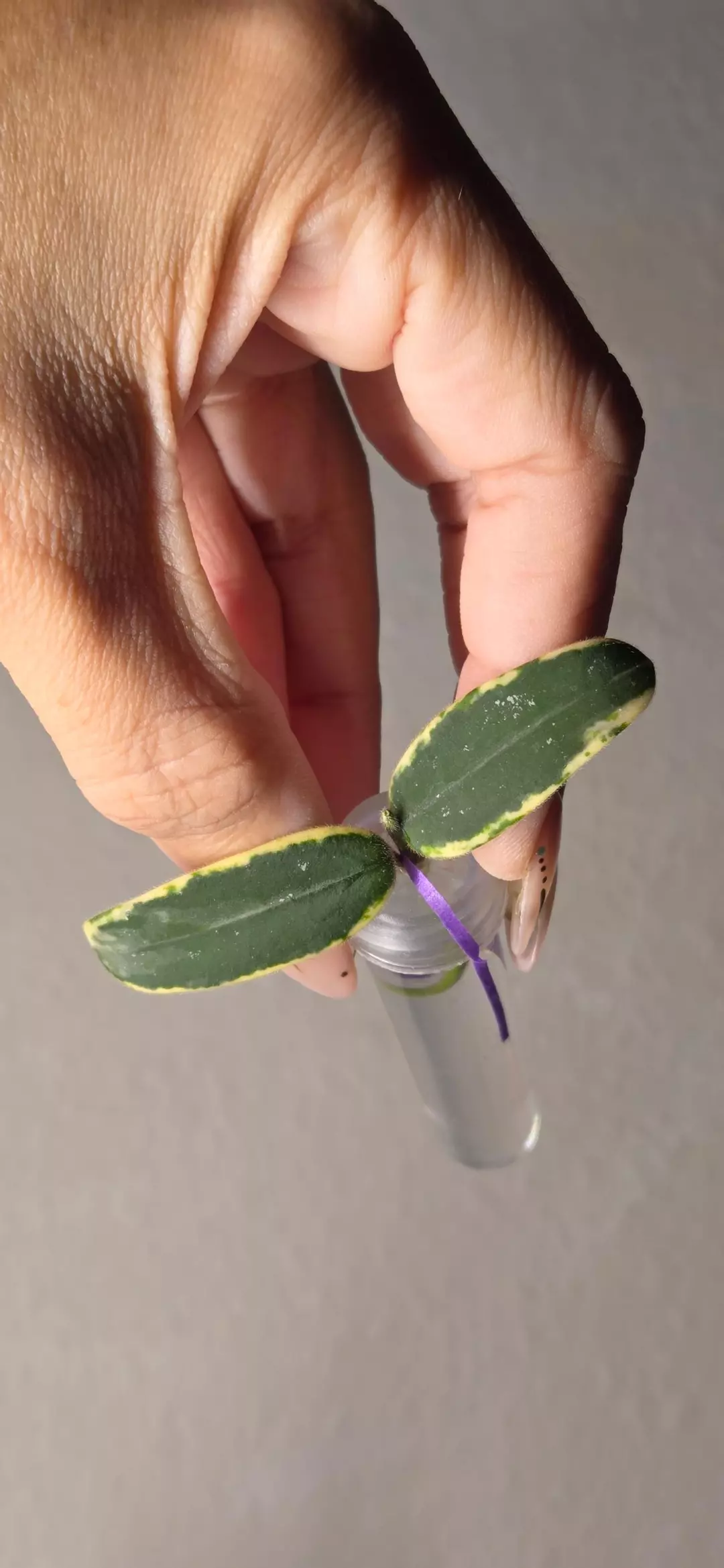 Hoya Lyi Prism *Unrooted thumbnail