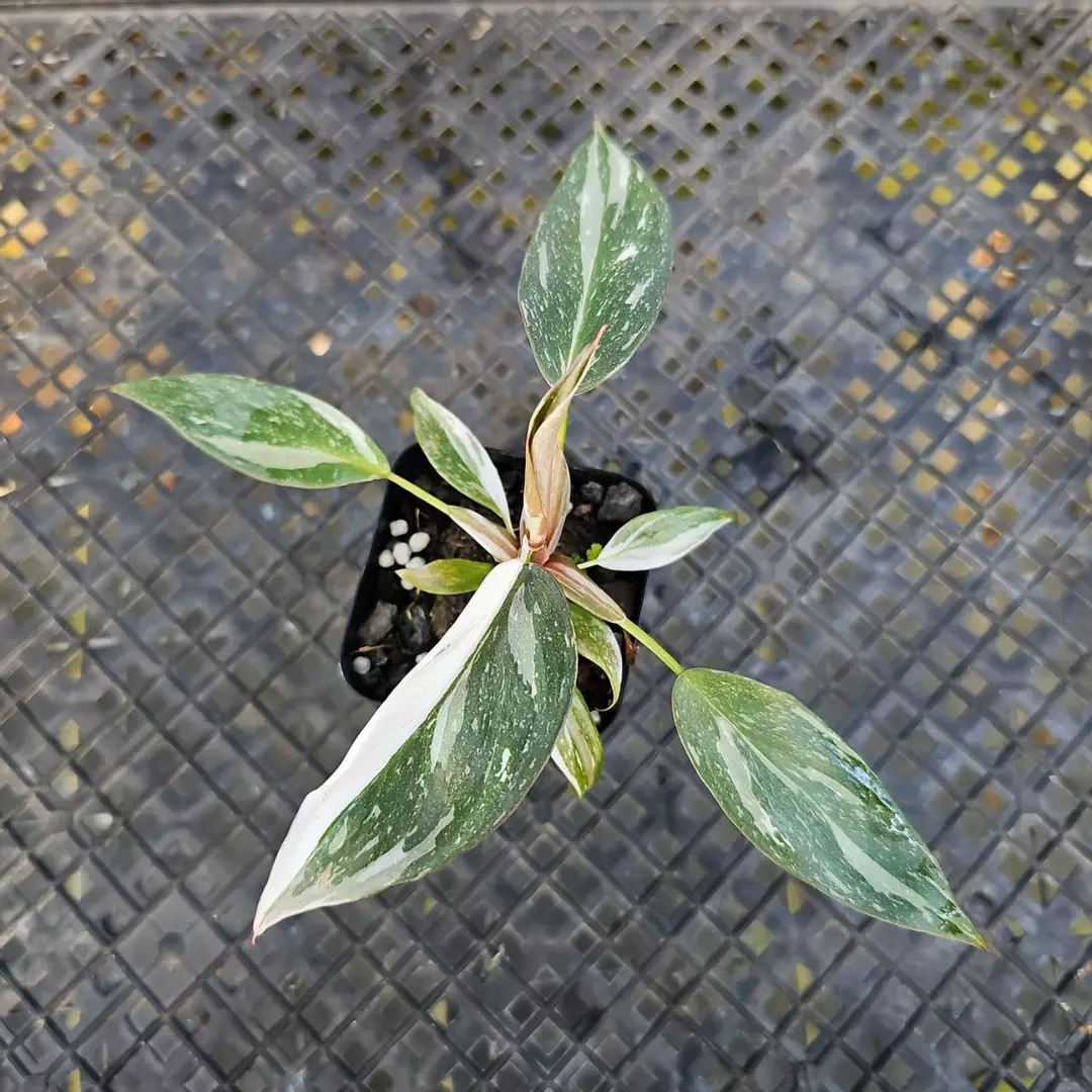 Philodendron Red Anderson Variegated 2.5" Pot thumbnail