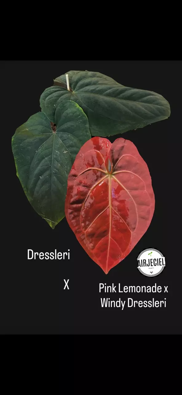 Anthurium Eastern Dressleri x Pink Lemonade Windy Dressleri thumbnail