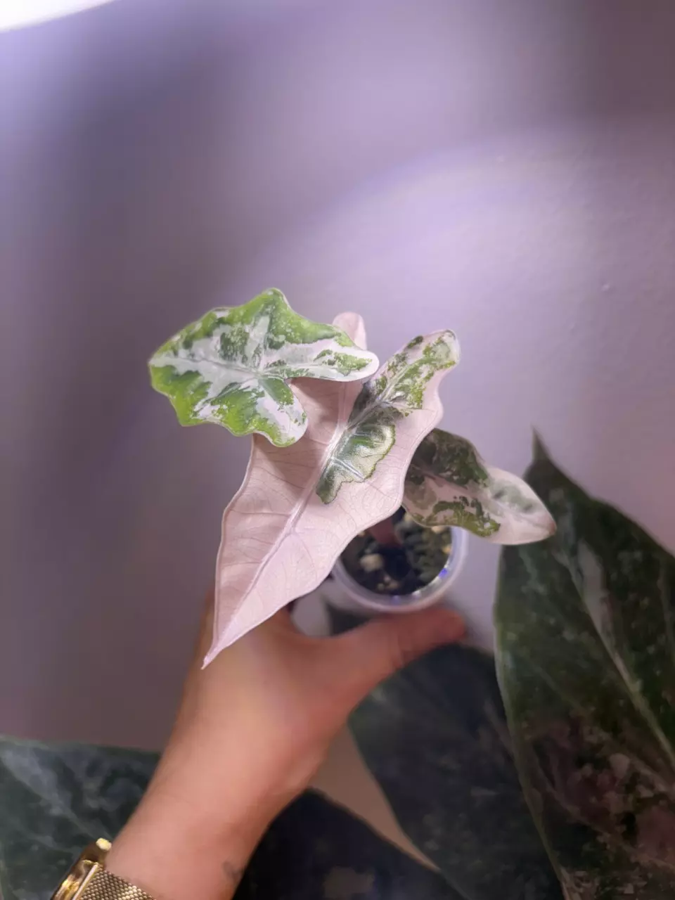 ✨Alocasia Pseudo Sanderiana Albo/Pink✨ thumbnail