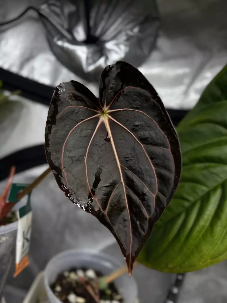 UPS Next day thumbnail