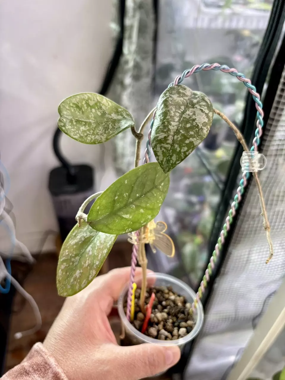 Freckles splash thumbnail