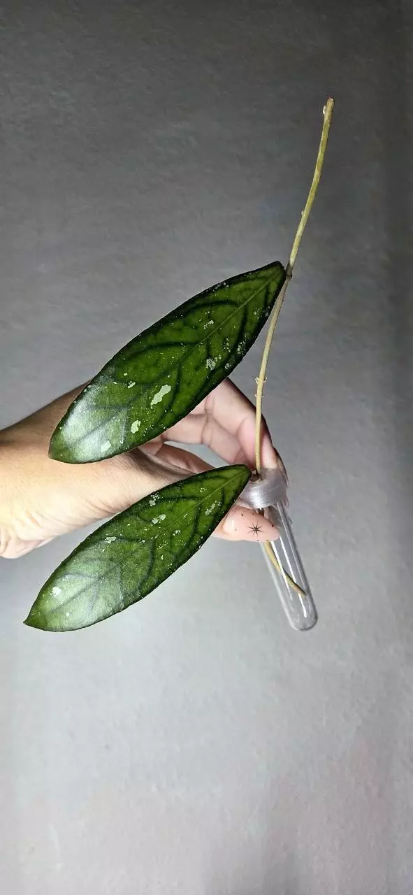 Hoya Tanggamus Long Leaf *Unrooted thumbnail