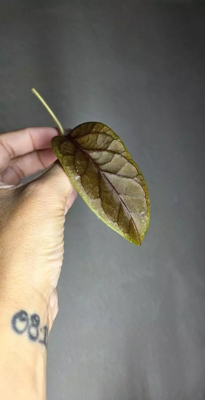 Hoya Ribbed Pillow *Unrooted thumbnail