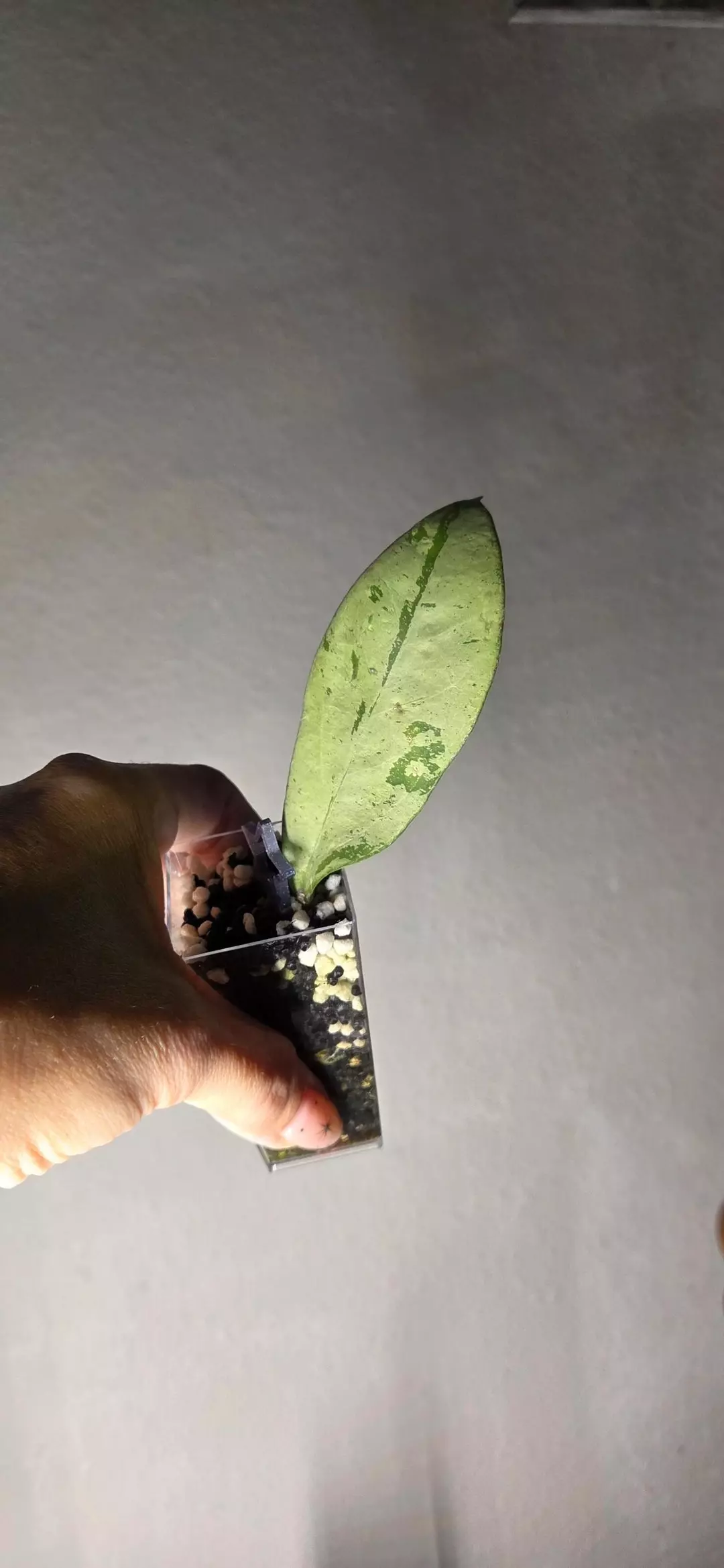 Hoya Snowman *Unrooted thumbnail