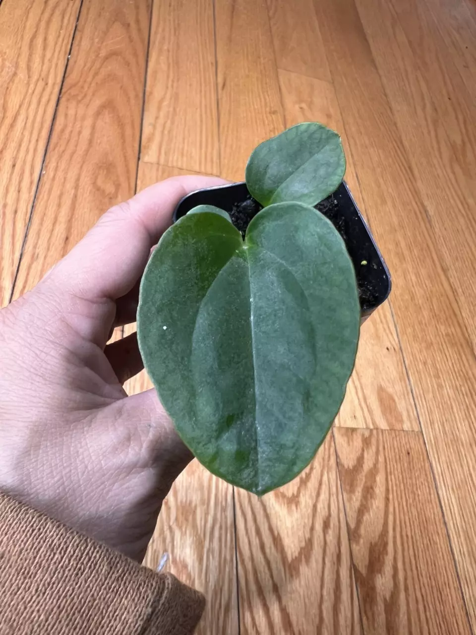 Anthurium Eastern Dressleri x Pink Lemonade Windy Dressleri thumbnail