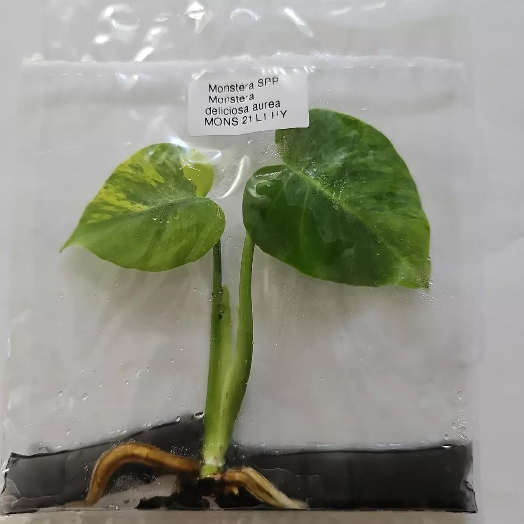 Monstera Deliciosa Aurea variegated tissue culture 2DayAir thumbnail