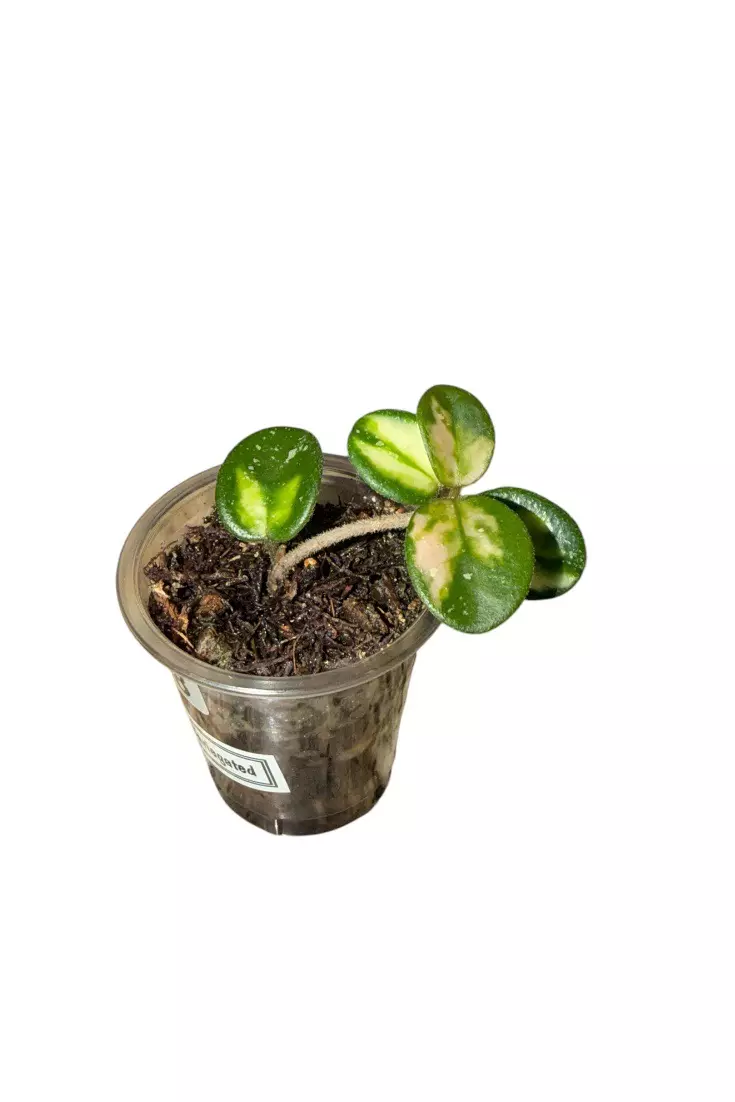 Hoya Mathilde Variegated #588 thumbnail