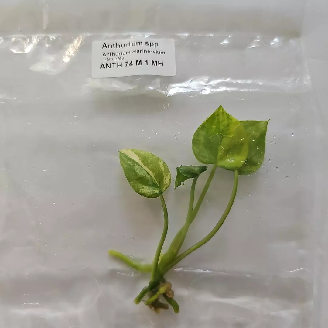 Anthurium Clarinervium variegated tissue culture 2DayAir thumbnail