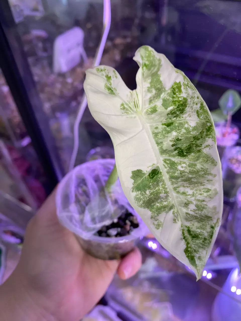 Alocasia Frydek Variegated (large plant) thumbnail