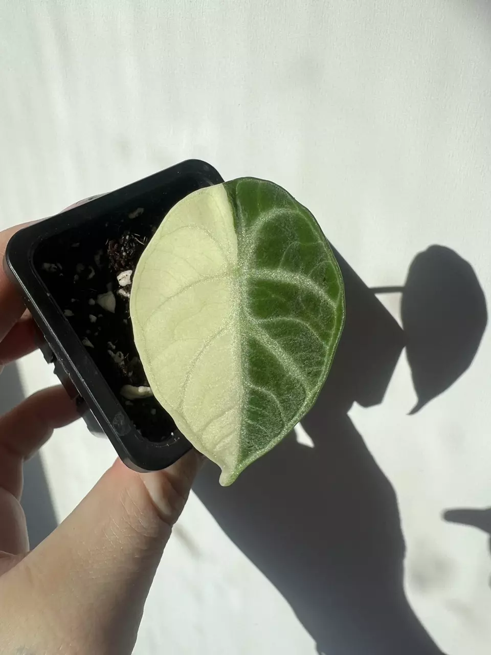 Alocasia True Ninja Albo Pup thumbnail