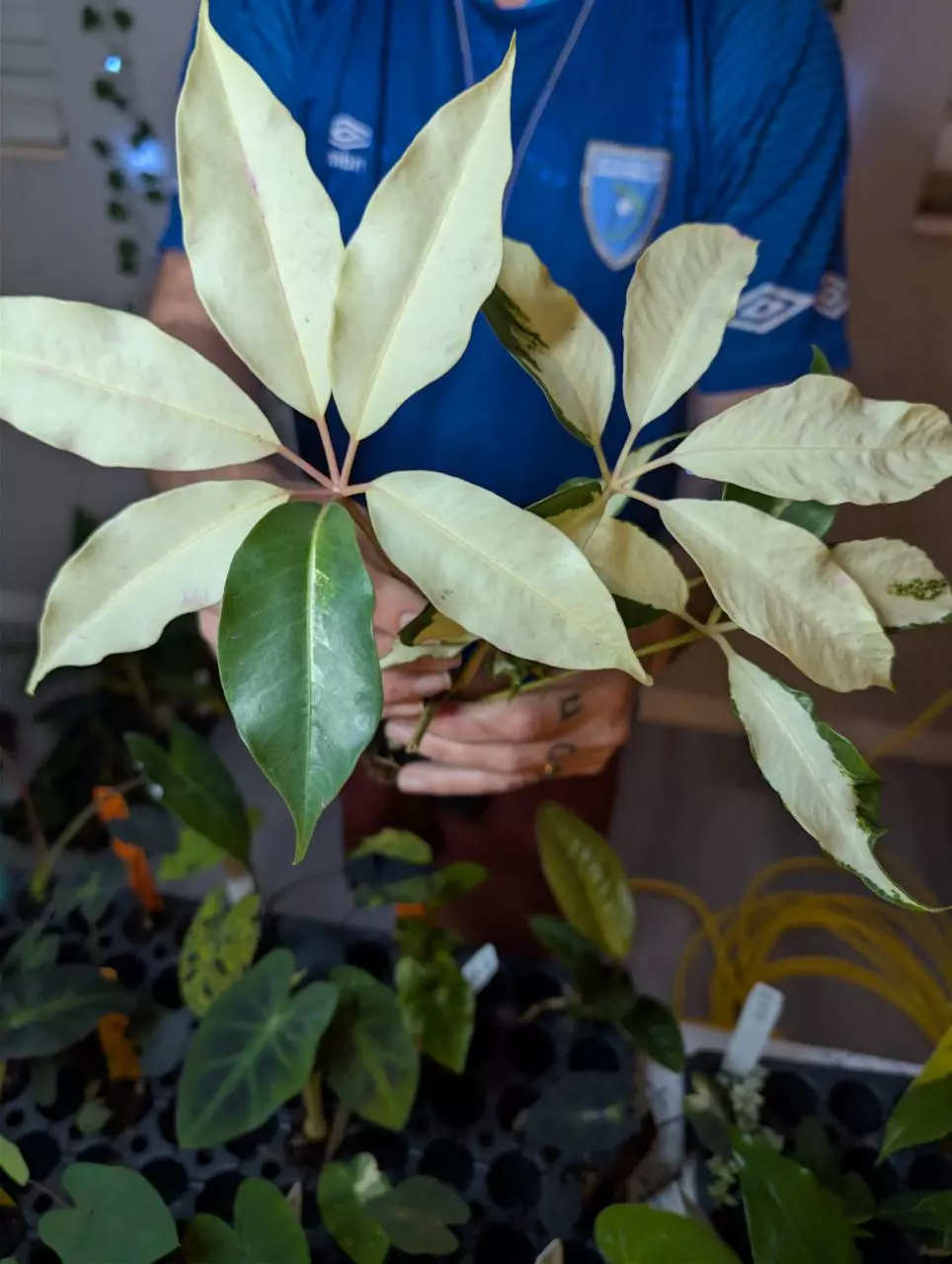 Tupidanthus variegated thumbnail