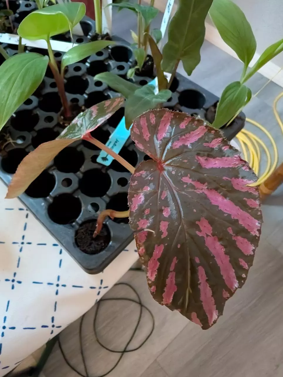 Begonia exotica thumbnail