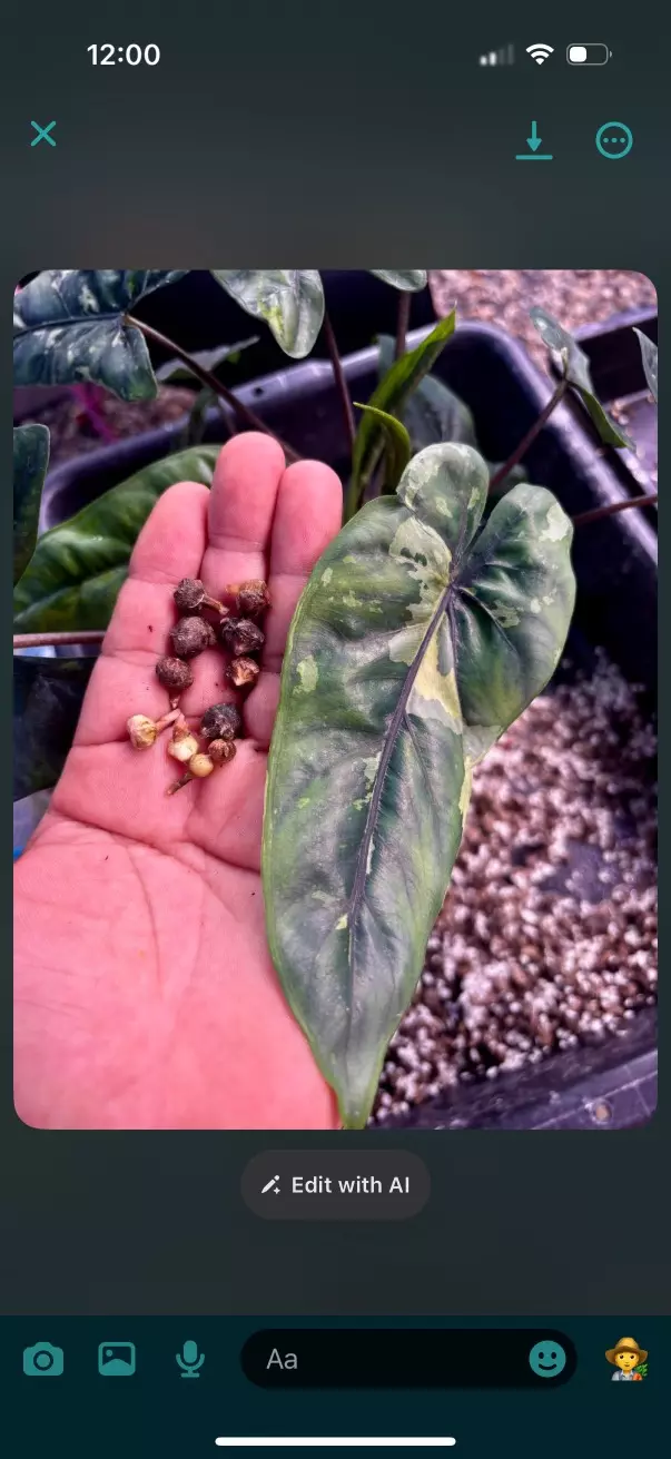 Corazon variegated CORM thumbnail