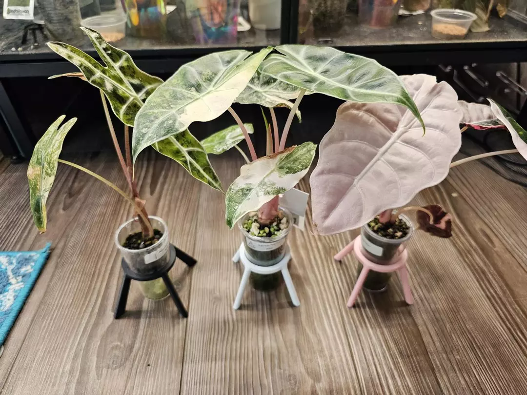 Corm Cup Stand (10) - Pink thumbnail