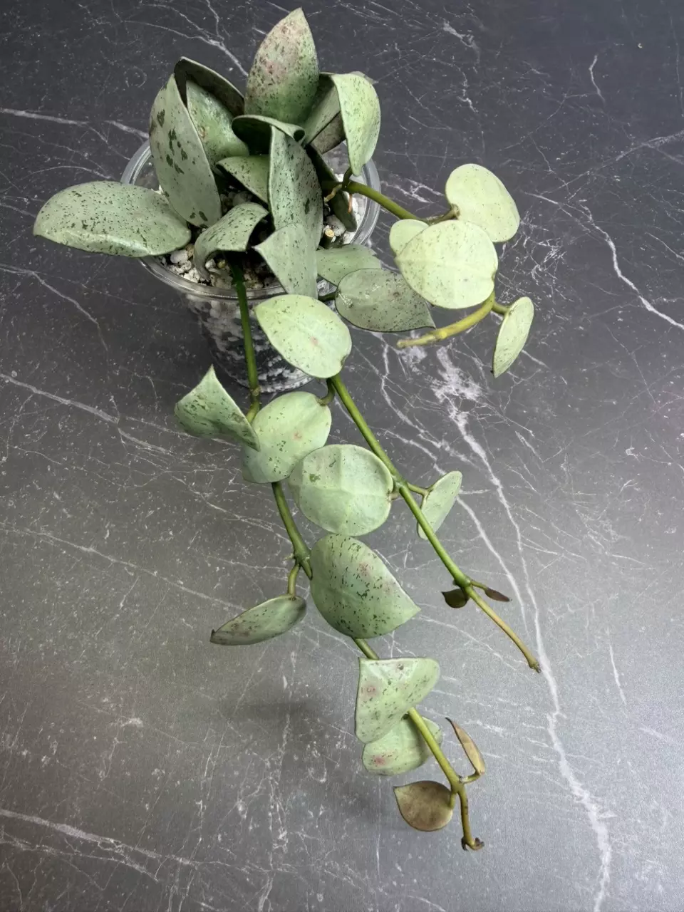 Hoya Lacunosa mint coin thumbnail