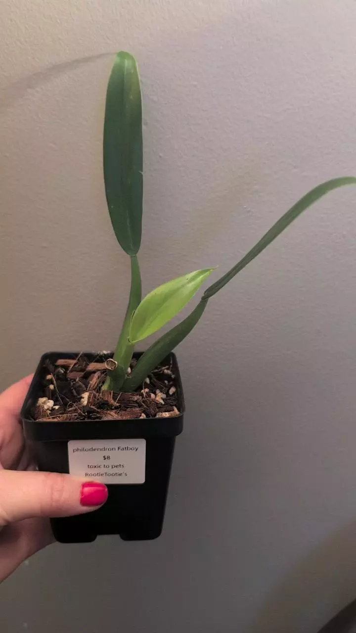 Philodendron fat boy thumbnail