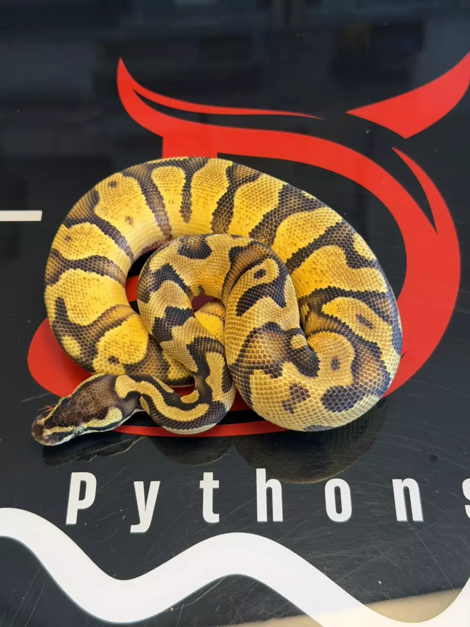 Super Enchi Yellowbelly Pastel Het Lavender Albino & Piebald thumbnail