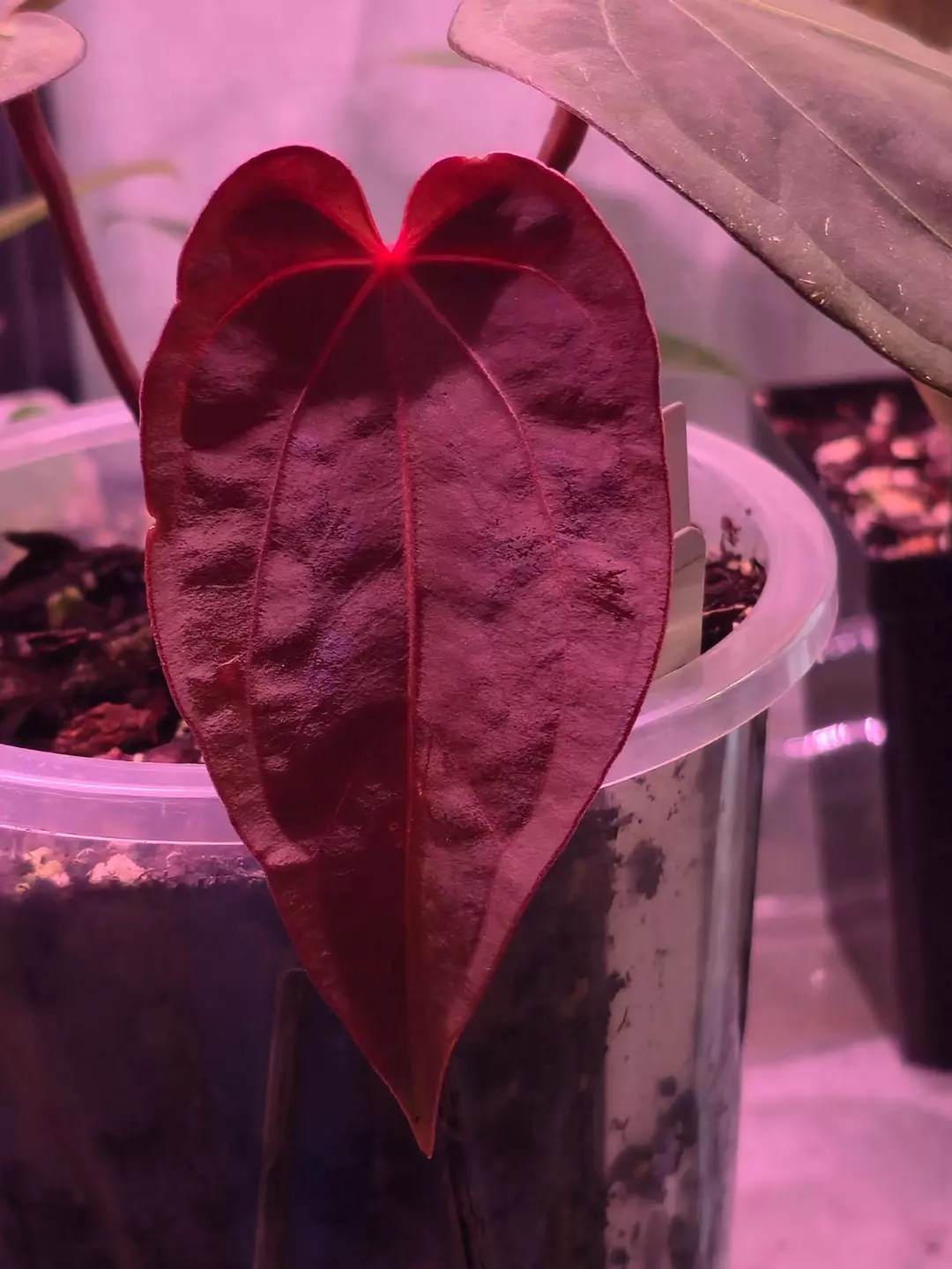 ANTHURIUM - BVEP x BWM thumbnail