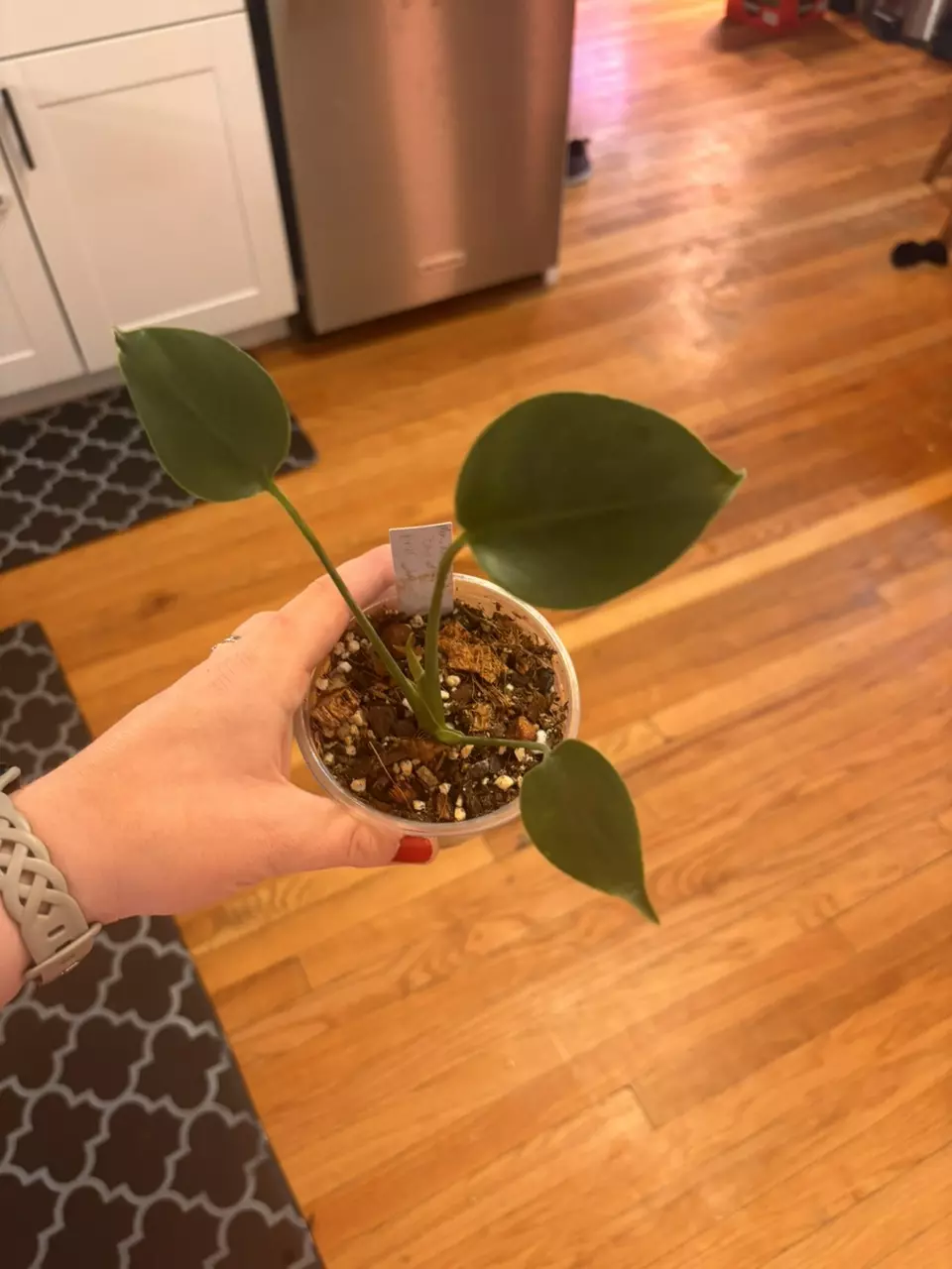 Monstera compacta thumbnail