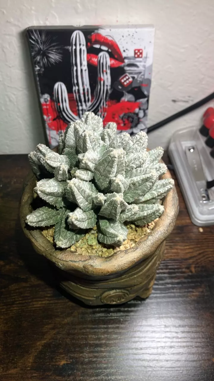 Astrophytum myriostigma cv. Fukuryu thumbnail