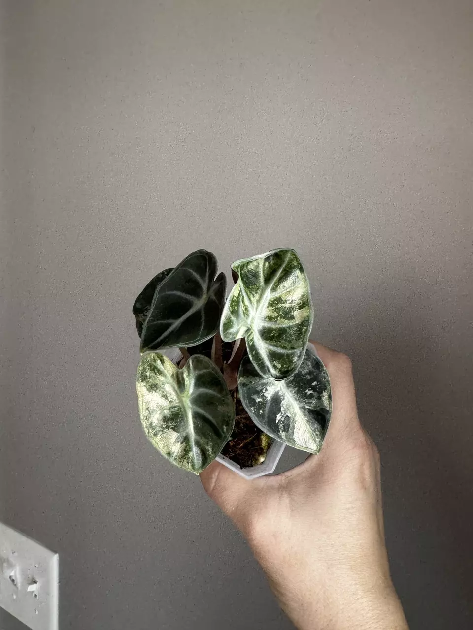 Alocasia Pink Balloon Heart *EXACT PLANT thumbnail