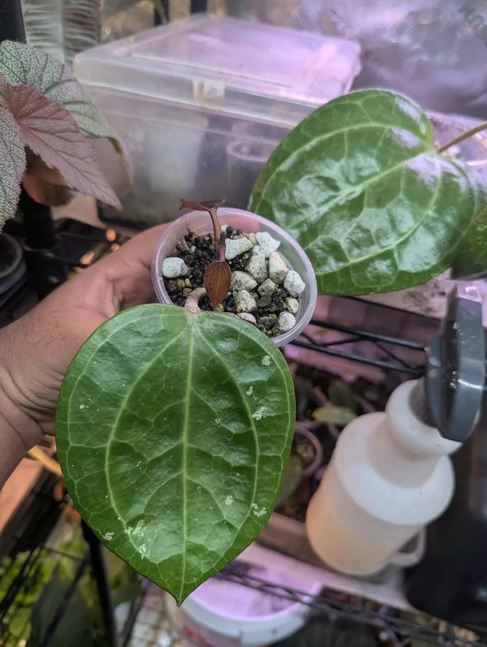 Hoya latifolia Sarawak 'pink' #2 thumbnail