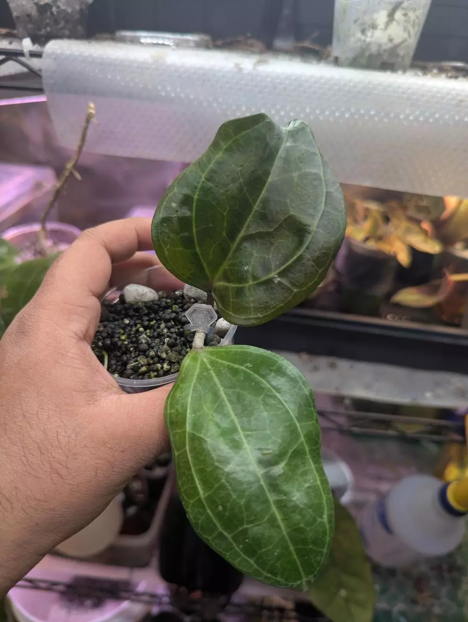 Hoya latifolia Sarawak 'pink' #1 thumbnail