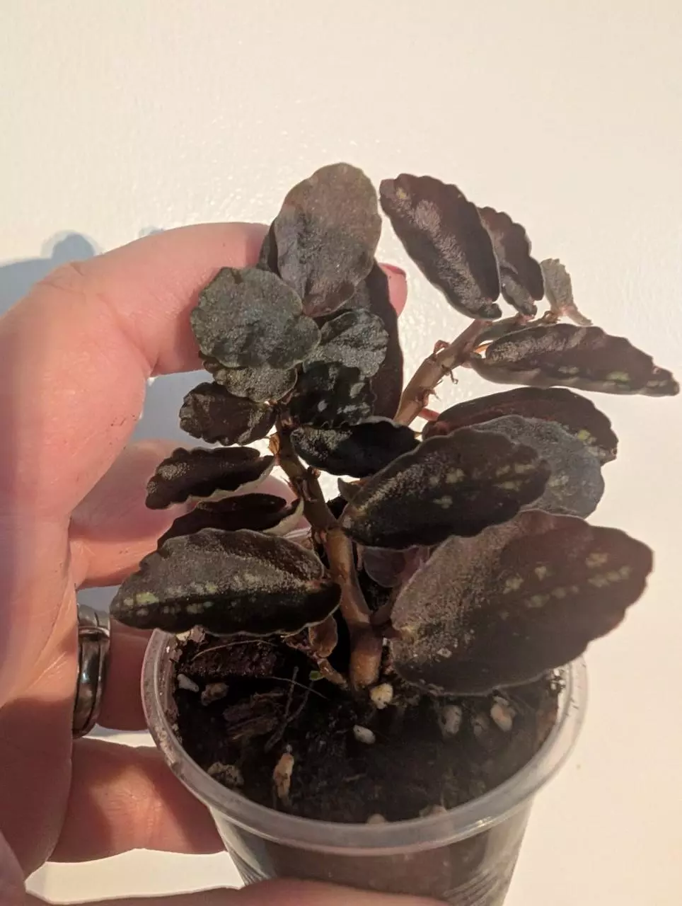 Pelliona repens thumbnail