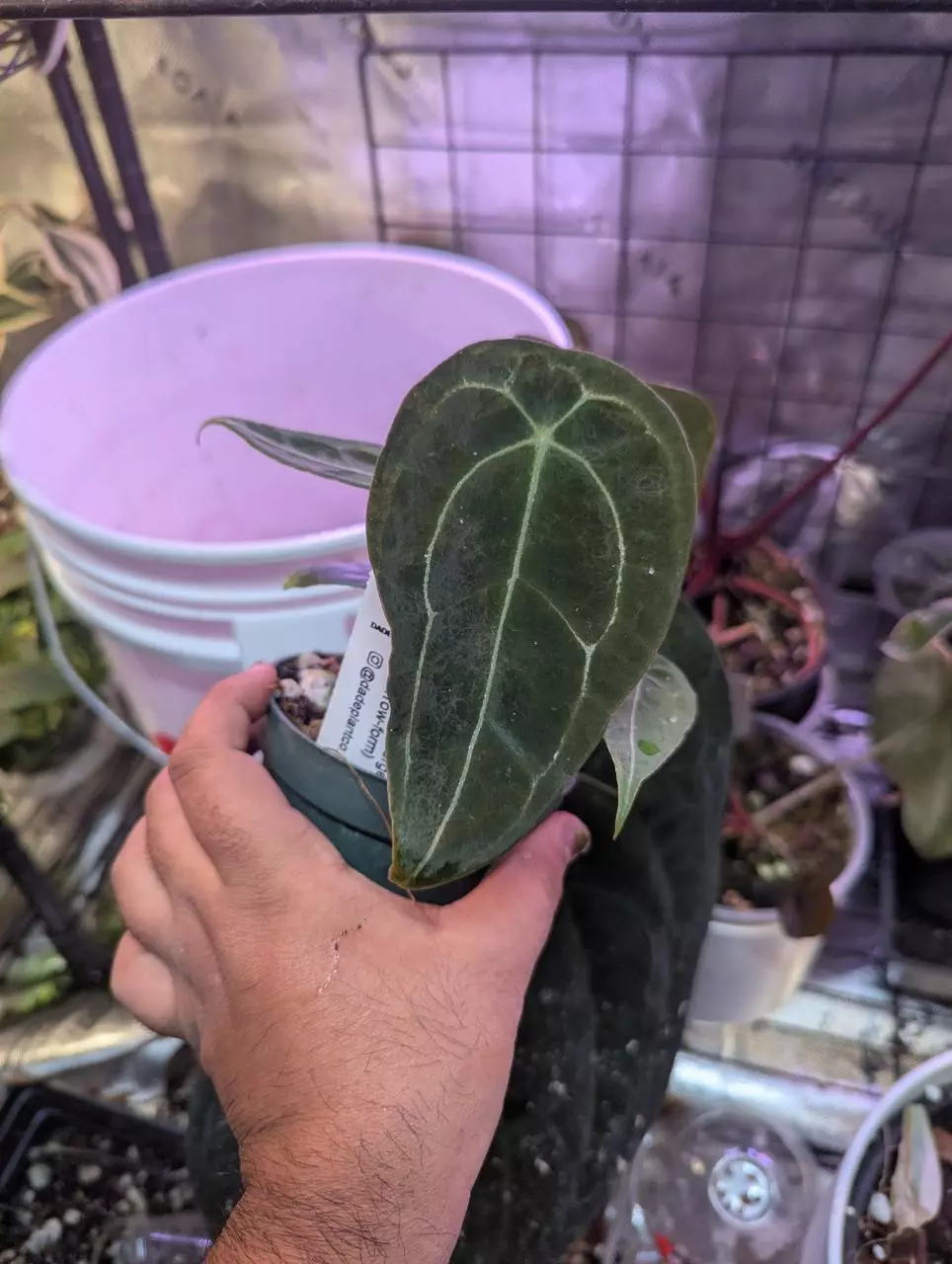 Forgetii narrow offset thumbnail