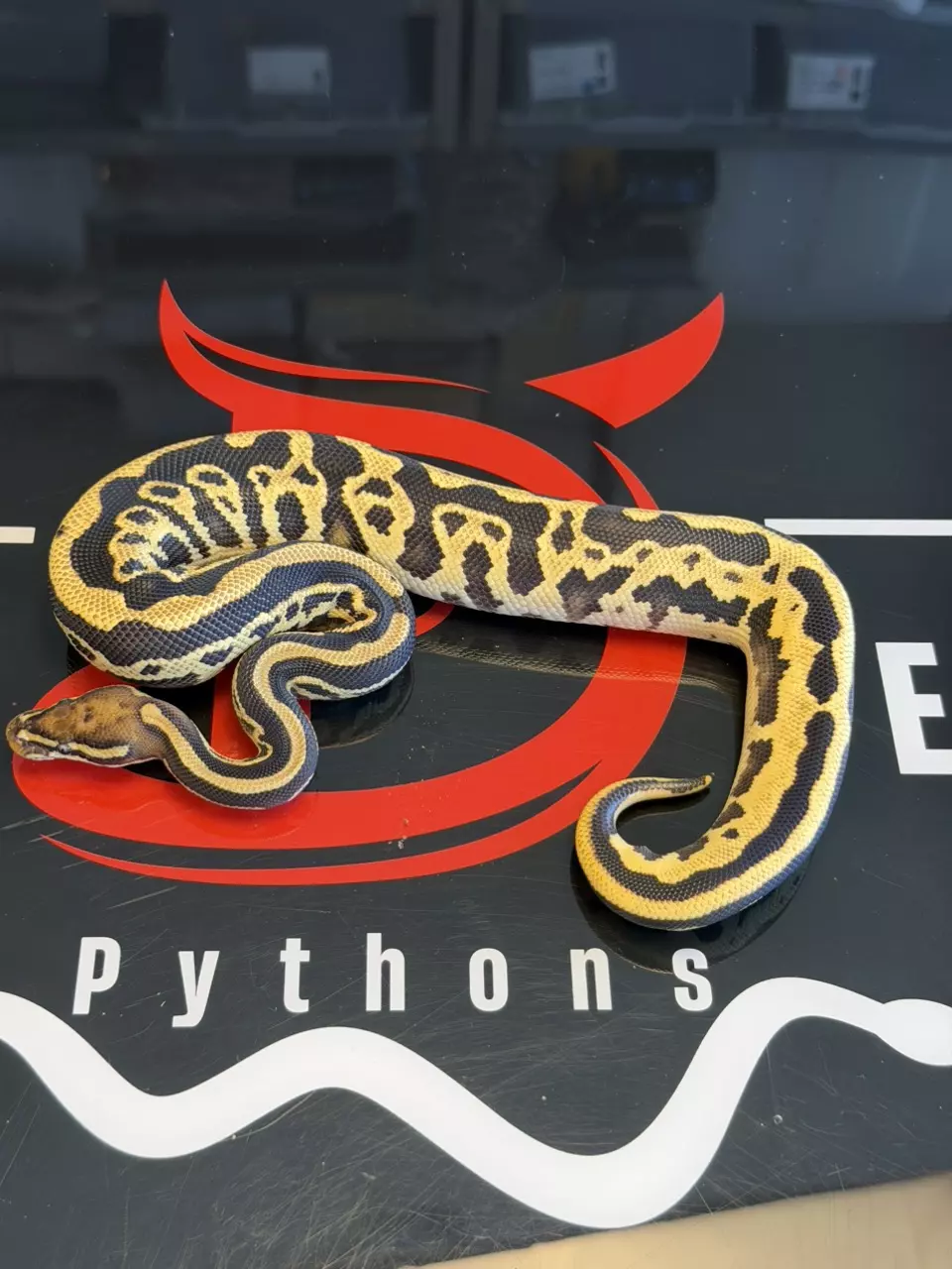 Hurricane Orange Dream Leopard Vanilla Dbl Het Desert Ghost & Piebald thumbnail