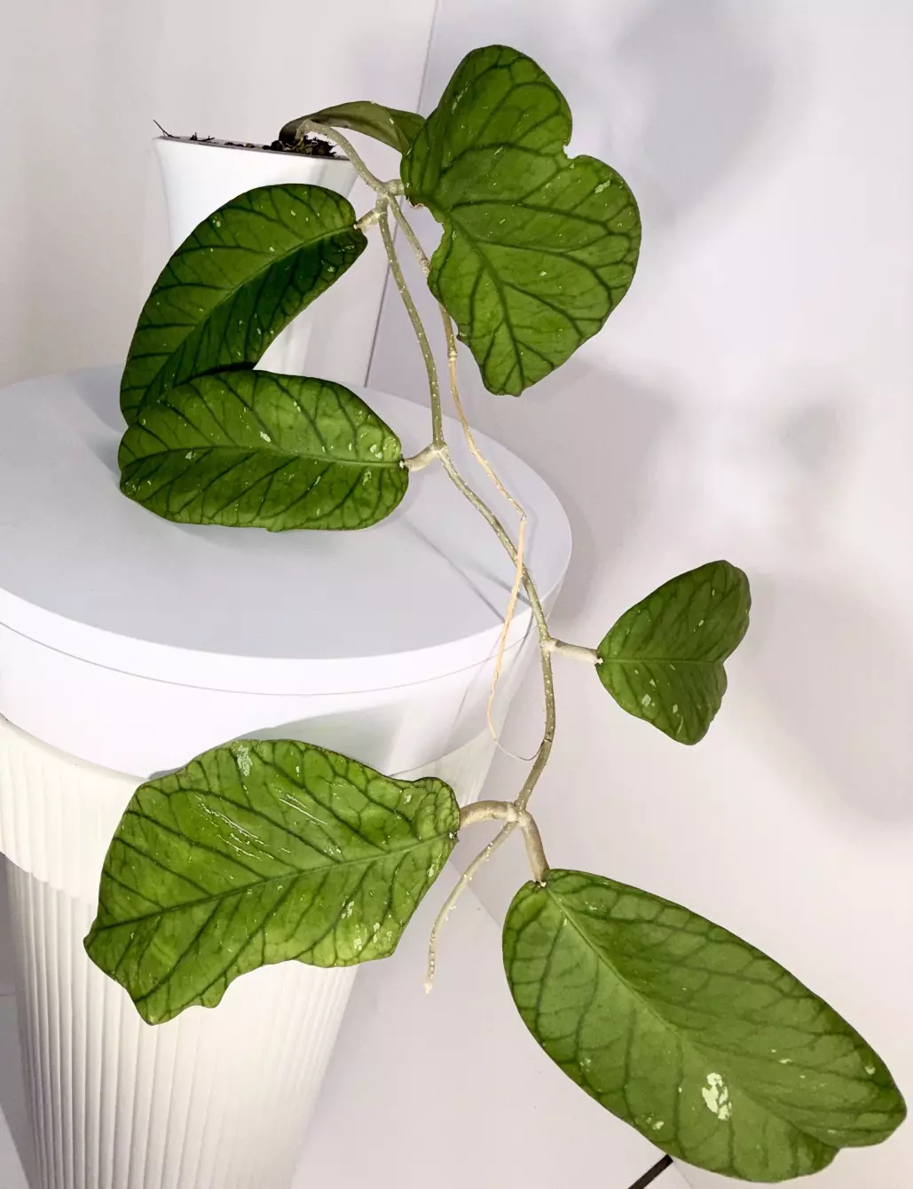 Hoya Meredithii Very Well Rooted thumbnail