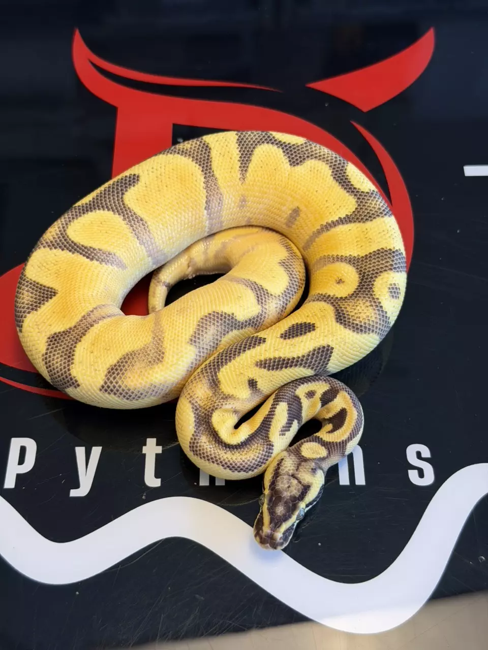Super Enchi Super High Intensity OD YB Pastel Leo Fire Dbl Het Lavender Albo Pie thumbnail
