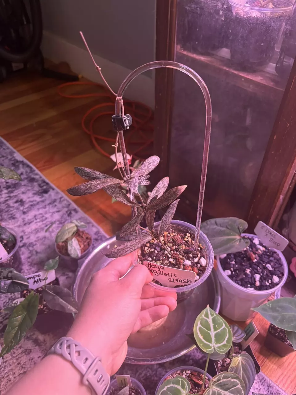 Hoya sigillatis silver thumbnail