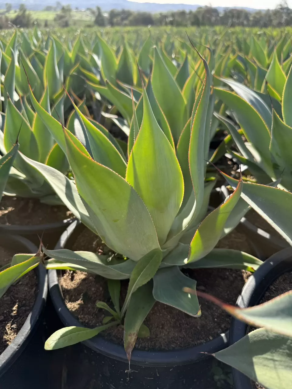 Agave attenuata | Blue Flame Agave | 3gal - 10” Pot thumbnail