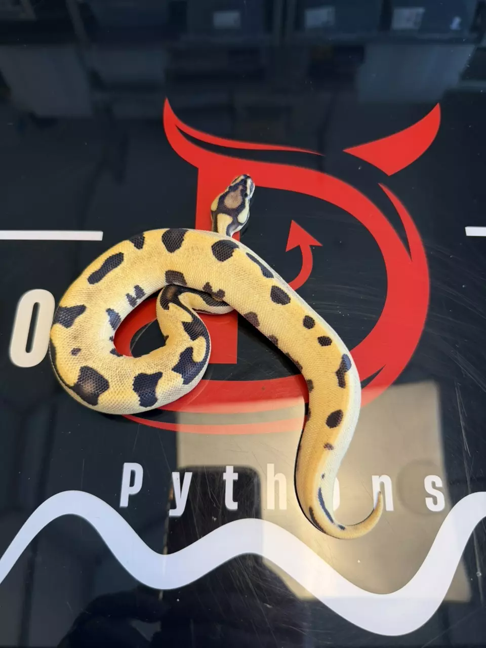 Super Orange Dream Fire Dbl Het Desert Ghost & Piebald thumbnail